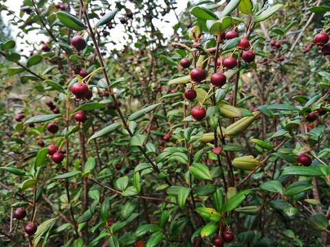 Image of Chilean guava