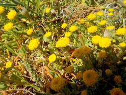 Image of Anthemis rigida (Sibth. & Sm.) Boiss. & Heldr.