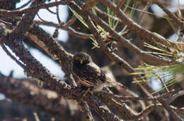 Image of <i>Glaucidium <i>gnoma</i></i> gnoma