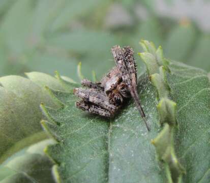 Imagem de Pararaneus perforatus (Thorell 1899)