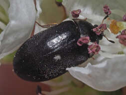 Image of Fur beetle
