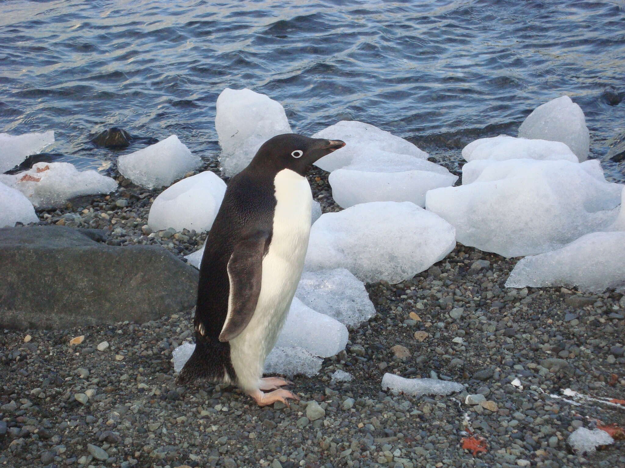 Adelie pengueni resmi