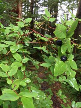 Image de Vaccinium alaskaense Howell