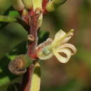 Image of Persoonia subvelutina L. A. S. Johnson