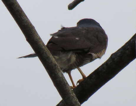 Imagem de Accipiter minullus (Daudin 1800)