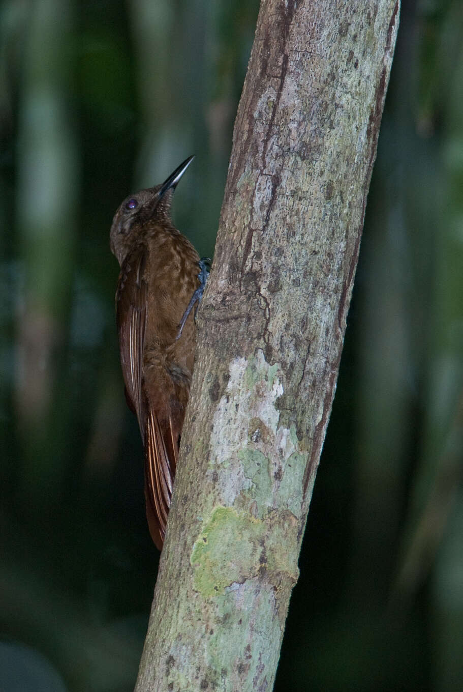 Image of Plain-brown Woodcreeper