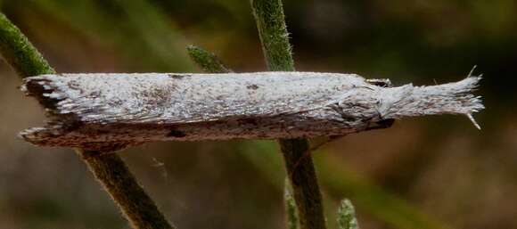 Image of Pleurota albastrigulella Kearfott 1907