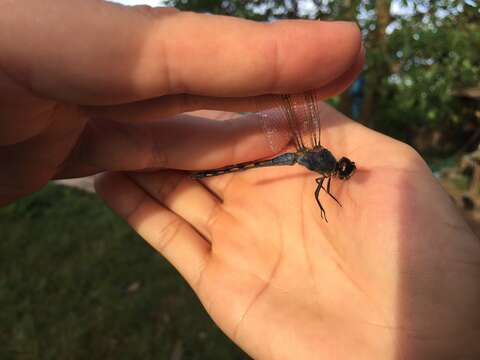 Image of Blue Chaser