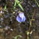 Image de Utricularia smithiana R. Wight