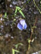 Image de Utricularia smithiana R. Wight