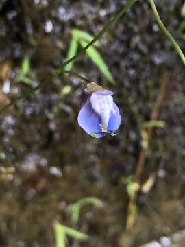 Image de Utricularia smithiana R. Wight