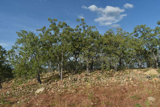 Image of Cochlospermum gillivraei subsp. gregorii