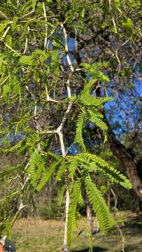 Image of honey mesquite