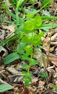 Image of tinted woodland spurge