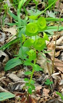 Image of tinted woodland spurge