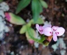 Disa glandulosa Burch. ex Lindl. resmi