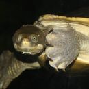 Image of Austro-South American Side-necked Turtles