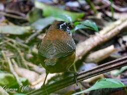 Image of White-breasted Wood Wren