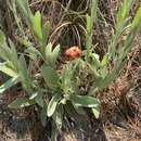 Image of Helichrysum mixtum var. grandiceps O. M. Hilliard