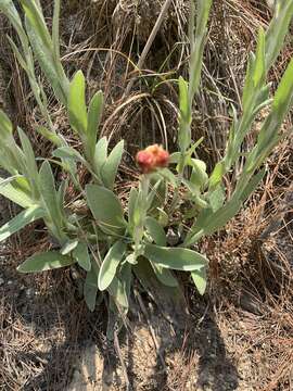 Image de Helichrysum mixtum (Kuntze) O. Hoffm.