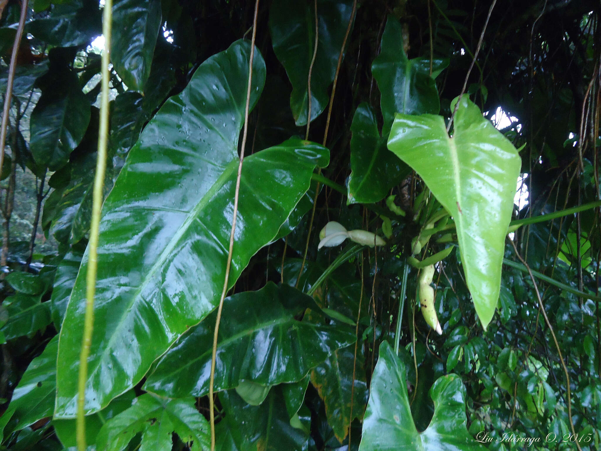 Image of Philodendron appendiculatum Nadruz & Mayo