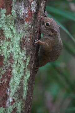 Image of Sundasciurus subgen. Sundasciurus Moore 1958