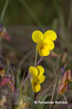 Image of Viola langeana Valentine