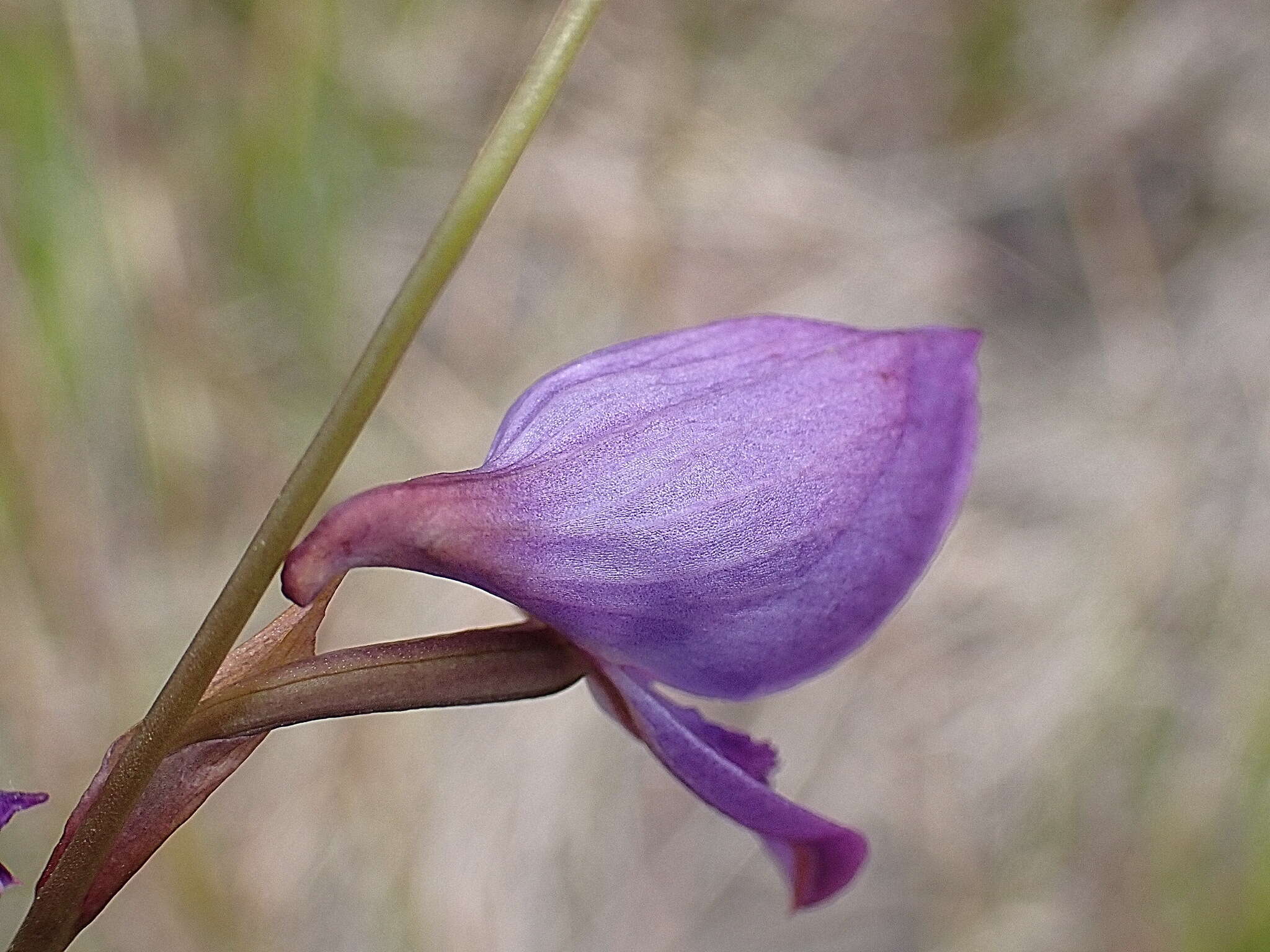 Image of Disa hians (L. fil.) Spreng.