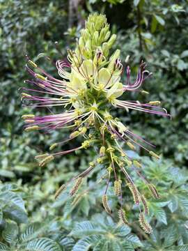 Image of Cleome glandulosa Ruiz & Pav. ex DC.