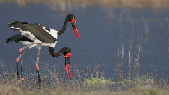 Image of Saddle-billed Stork