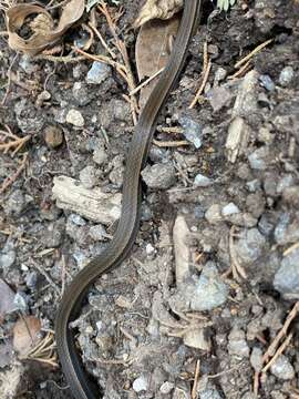 Image of Godman's Graceful Brown Snake