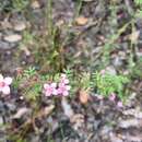 Image of Boronia gracilipes F. Müll.