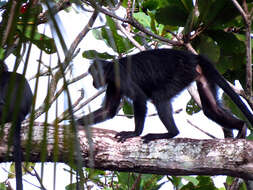 Image of Eastern Ebony Leaf Monkey