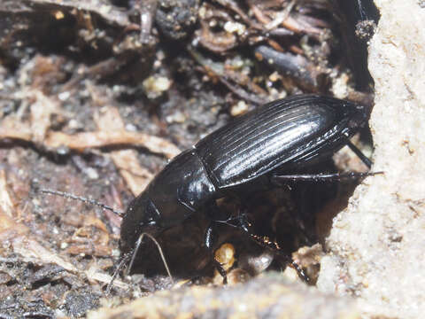 Amara (Amarocelia) erratica (Duftschmid 1812)的圖片