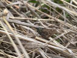 Слика од Hesperia metea Scudder 1863