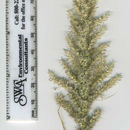 Image of feather pappusgrass