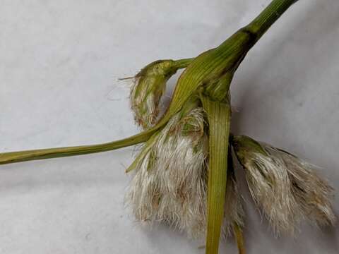 Image of Green-keeled cottongrass