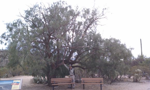 Image of Athel tamarisk