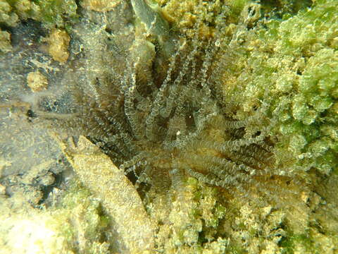 Image of ringed anemone