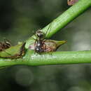 Image of Hemiptycha cultrata Coquebert