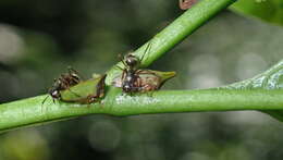 Image of Hemiptycha cultrata Coquebert