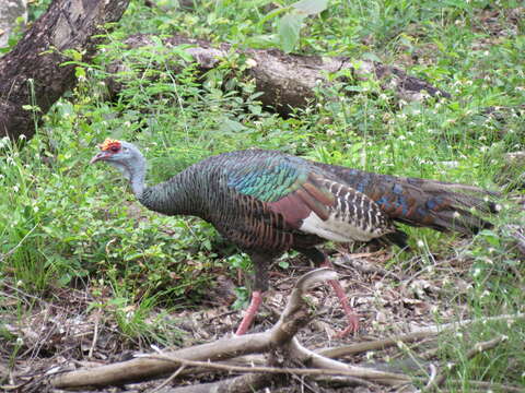 Image of Ocellated Turkey