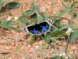 Image of Blue pansy