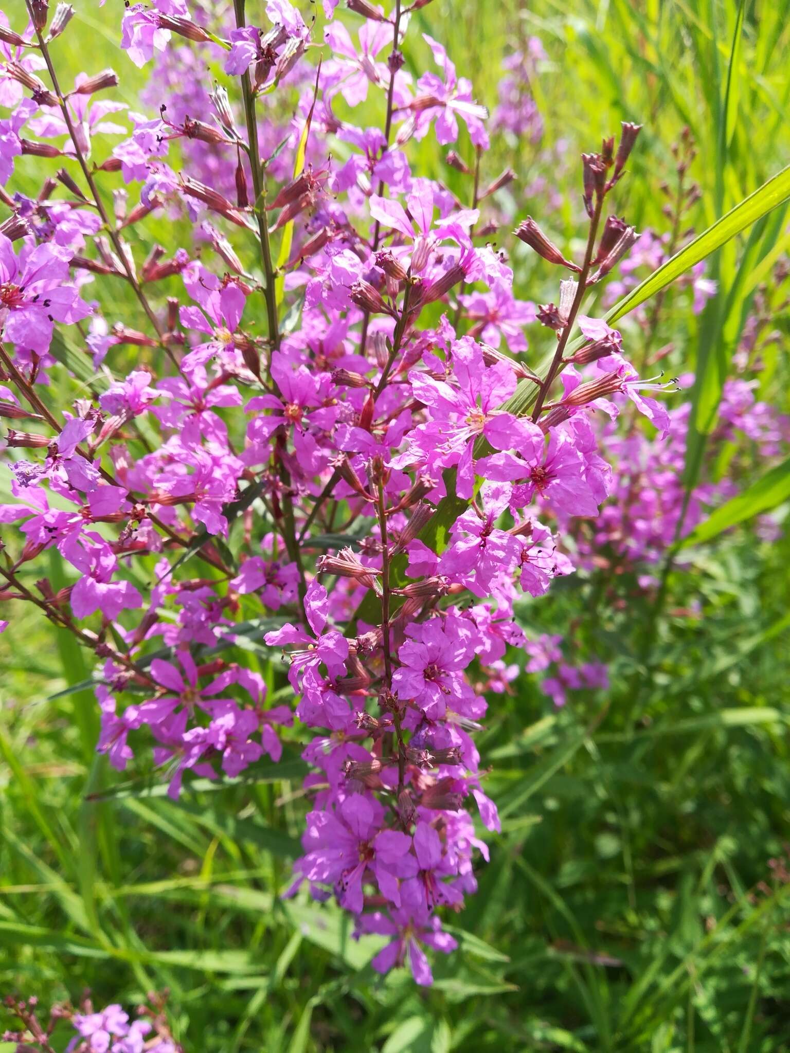 帚枝千屈菜的圖片