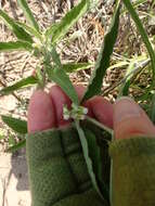 Image of Emory's milkweed