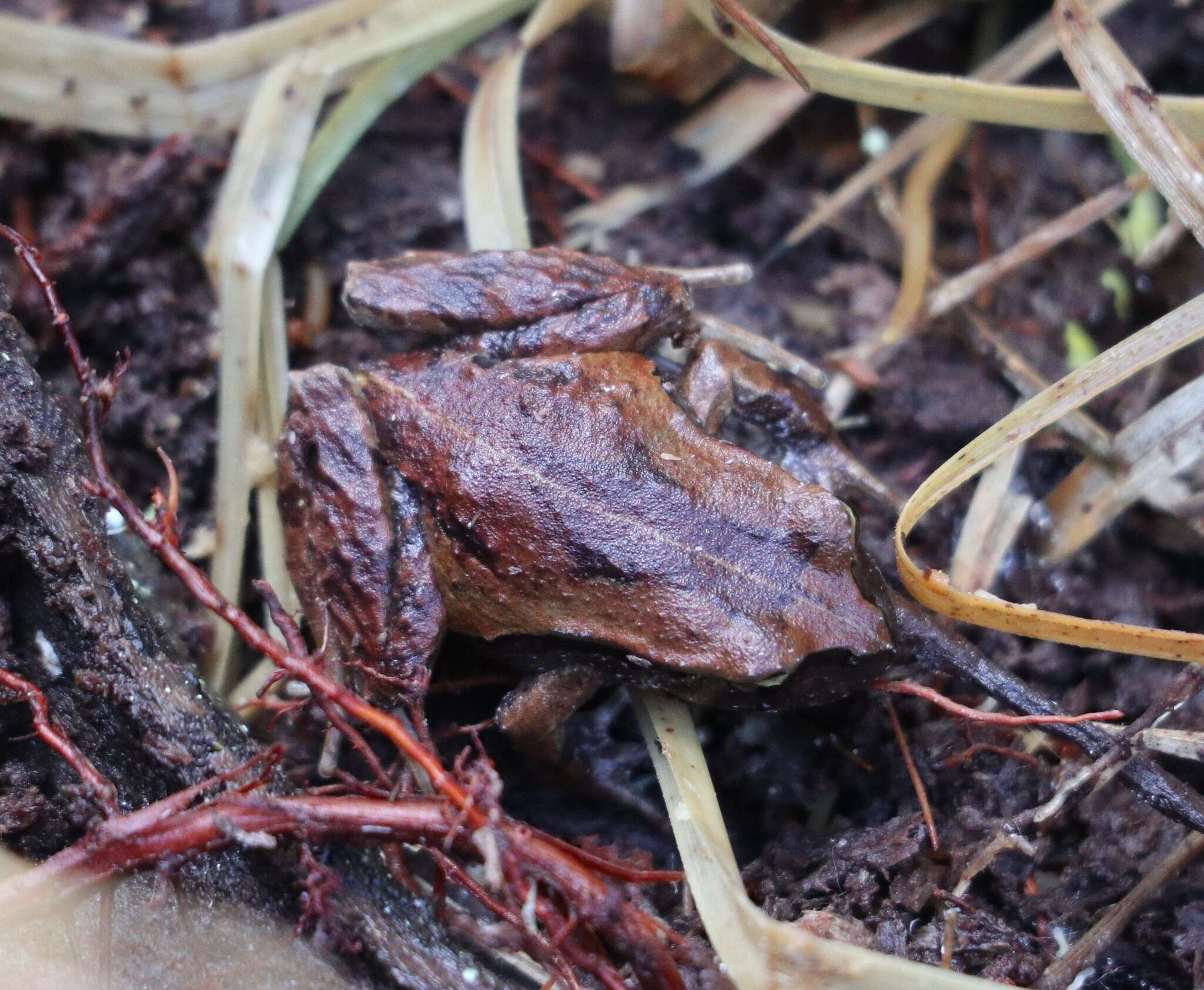 Image of Chiloe Island Ground Frog