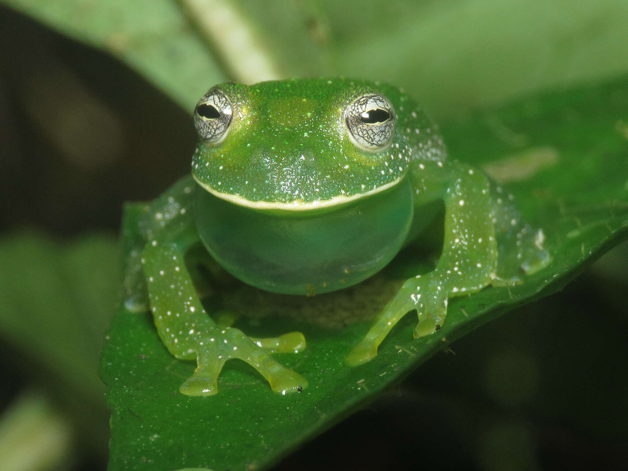 Image of Savage's cochran frog