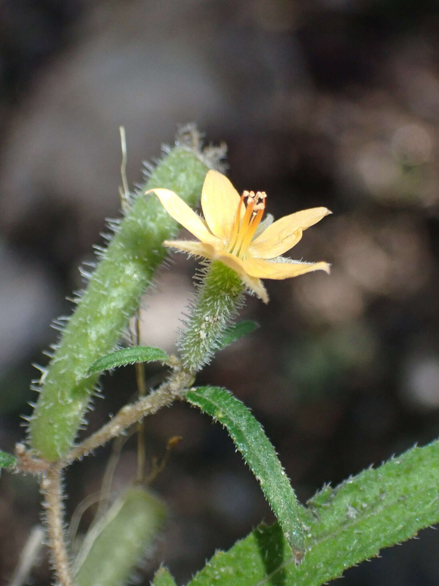 Image of Organ Mountain blazingstar