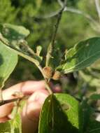 Image of Croton arnhemicus Müll. Arg.