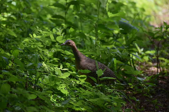 Image of Eastern Thicket Tinamou